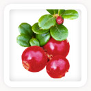 Bearberry Extract