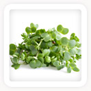 Watercress Leaves/Shoots